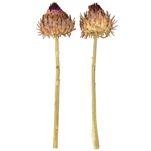 Artikel Tørret artiskokblomst Cynara Ø9cm 16 stk