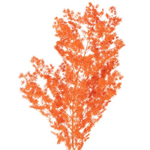 Tørrede aspargesblomster gren dekorativ asparges farvet 65 cm 80 g