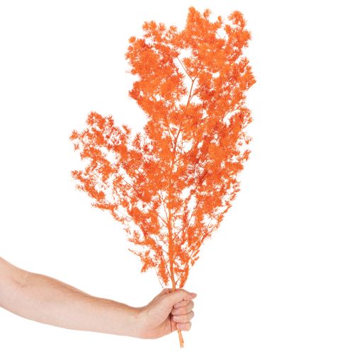 Tørrede aspargesblomster gren dekorativ asparges farvet 65 cm 80 g | Floristik24.dk