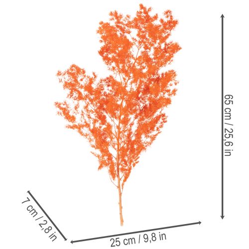 Tørrede aspargesblomster gren dekorativ asparges farvet 65 cm 80 g | Floristik24.dk