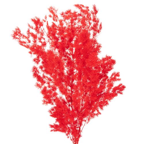 Tørrede aspargesbunker til blomsterarrangementer 65 cm 80 g købe | Floristik24.dk