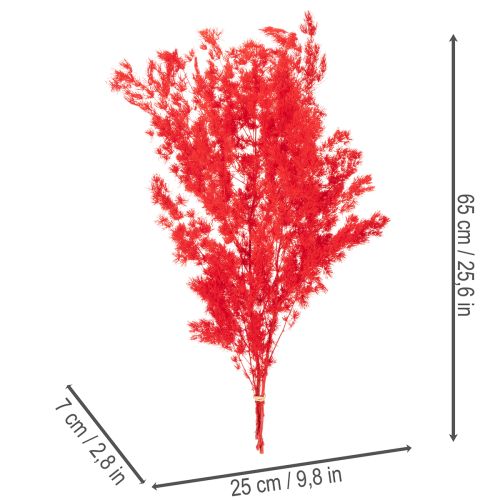 Tørrede aspargesbunker til blomsterarrangementer 65 cm 80 g | Floristik24.dk