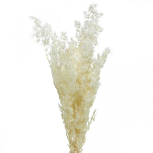Artikel Asparges tør dekoration hvidt tørret prydgræs 80g