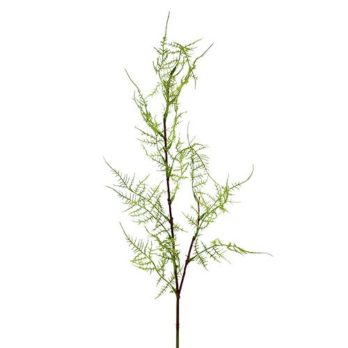 Aspargesgren 75cm grøn 3stk