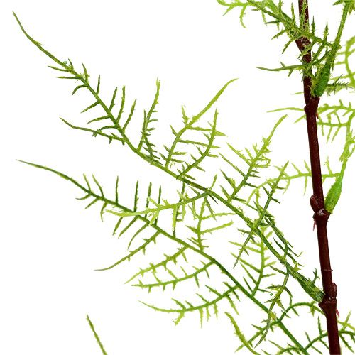 Floristik24 Aspargesgren 75cm grøn 3stk