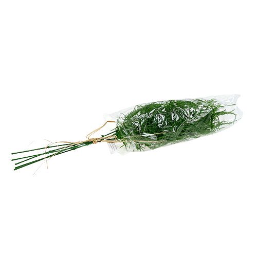 Floristik24 Asparges gren 50cm grøn 5stk