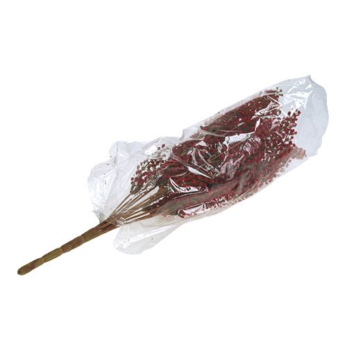 Floristik24 Astilbe bush rød 52 cm
