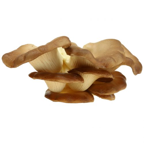 Floristik24 Østerssvamp dekorativ champignon brun 12cm x 19cm