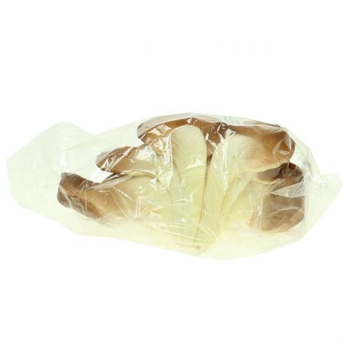 Floristik24 Østerssvamp dekorativ champignon brun 12cm x 19cm