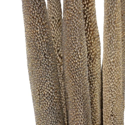Artikel Perlehirse, rørbabala, grøn hirse 70cm 10 stk