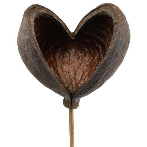 Artikel Badam på pind naturel 6cm - 12cm 23 stk