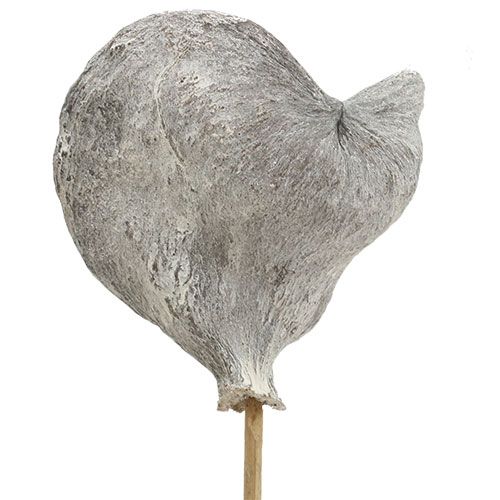 Artikel Badam på pind hvidkalket 12cm L55cm 23 stk