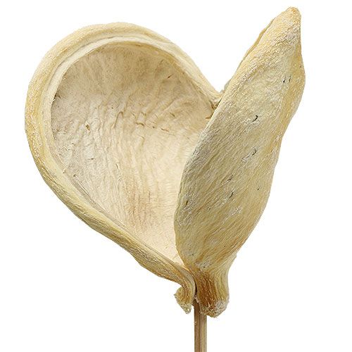 Floristik24 Badam på pind bleget 6cm - 12cm L55cm 23 stk