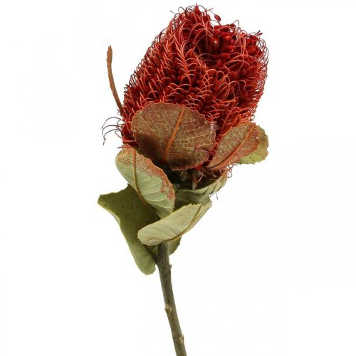 Floristik24 Banksia Baxteri Banksie Eksotiske Tørrede Blomster Rød Pakke med 10 stk