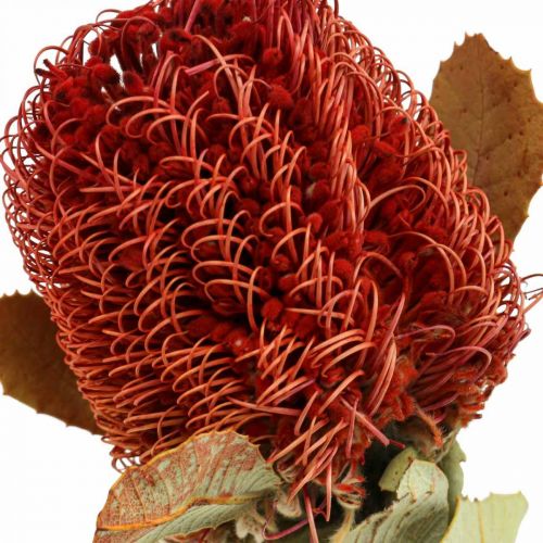 Floristik24 Banksia Baxteri Banksie Eksotiske Tørrede Blomster Rød Pakke med 10 stk