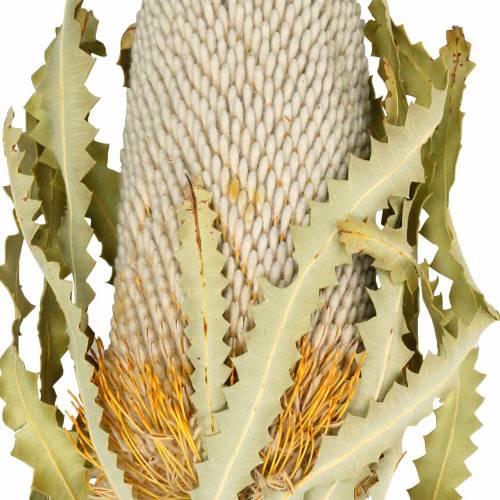 Floristik24 Banksia Hookerana naturel 7 stk