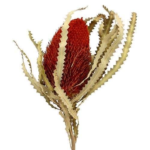 Artikel Banksia Hookerana Orange 7 stk
