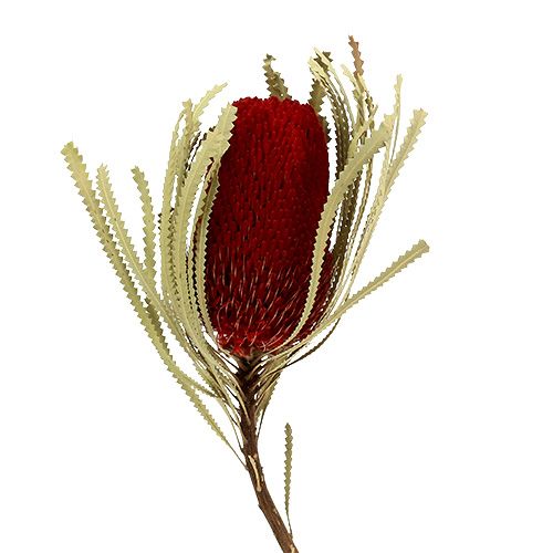 Banksia Hookerana rød 7stk