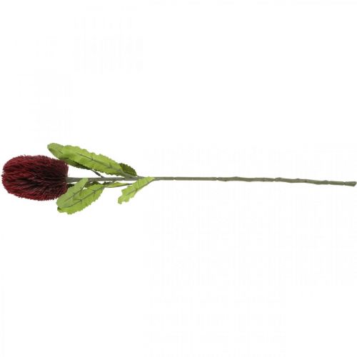 Artikel Kunstig blomst Banksia Rød Bourgogne Kunstig eksotik 64cm