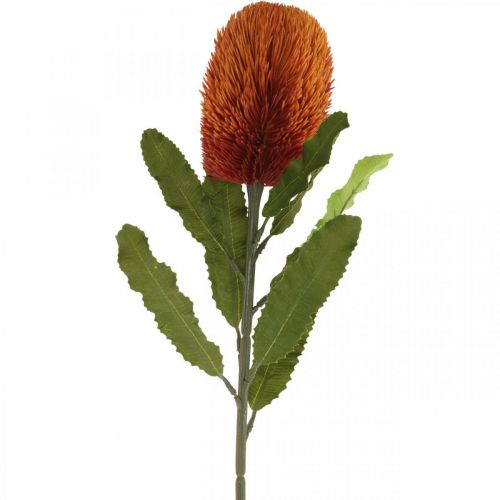 Floristik24 Kunstig blomst Banksia Orange Efterårsdekoration Begravelsesblomster 64cm