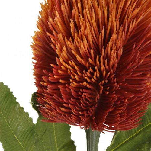 Artikel Kunstig blomst Banksia Orange Efterårsdekoration Begravelsesblomster 64cm