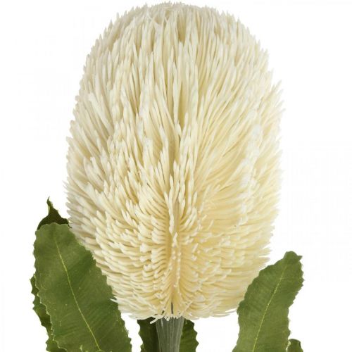 Artikel Artificial Flower Banksia White Cream Artificial Exotics 64cm