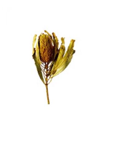 Floristik24 Banksia Hookerana gul 7stk