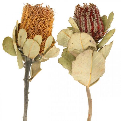 Banksia coccinea tørrede blomster natur 10 stk