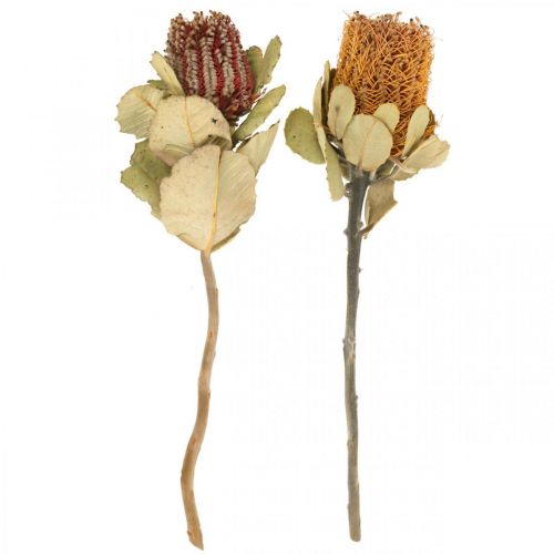 Floristik24 Banksia coccinea tørrede blomster naturel 10 stk