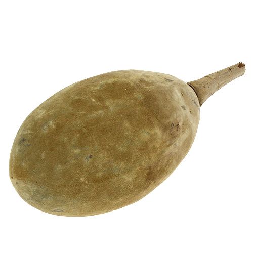 Floristik24 Baobab frugt naturlig 15cm - 20cm