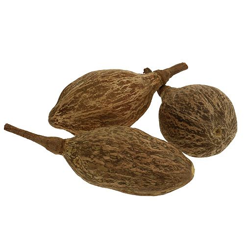 Floristik24 Baobab frugt skrællet 15cm - 20cm naturel 5 stk