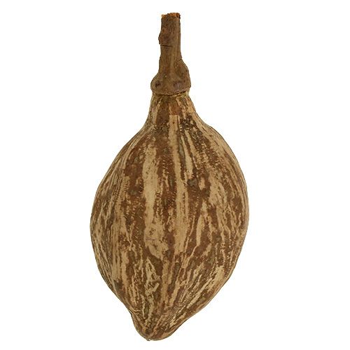 Floristik24 Baobab frugt skrællet 15cm - 20cm naturel 5 stk