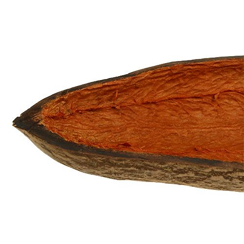 Floristik24 Baobab skål naturlig 30cm - 38cm skrællet