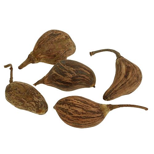 Floristik24 Baobab mini skrællet naturligt 8cm - 12cm 250g
