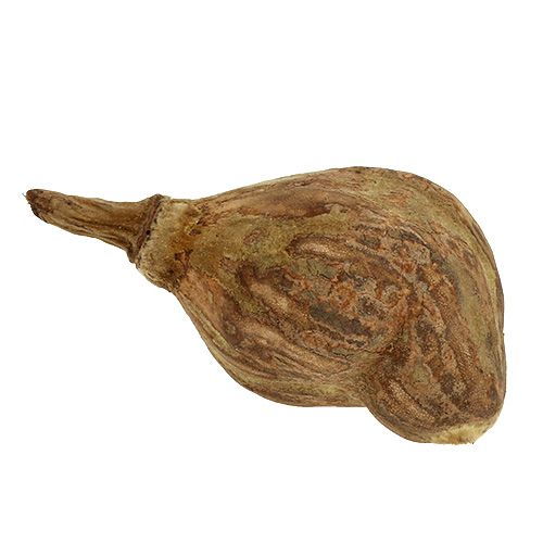 Floristik24 Baobab mini skrællet naturligt 8cm - 12cm 250g
