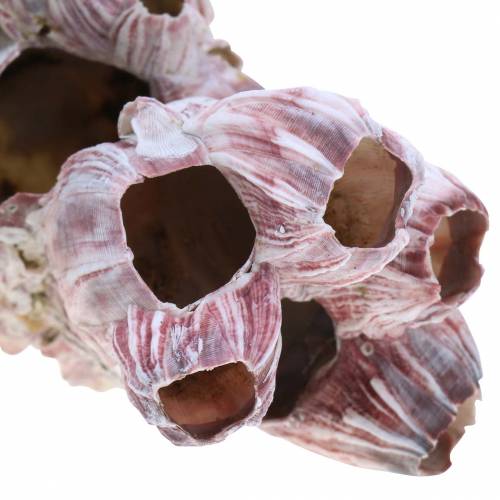 Floristik24 Dekorative skalarme natur 12-16cm 3 stk