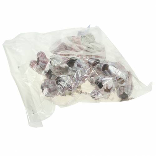 Floristik24 Dekorative skalarme natur 12-16cm 3 stk
