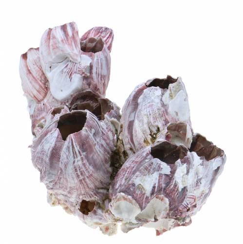 Floristik24 Dekorative skalarme natur 12-16cm 3 stk