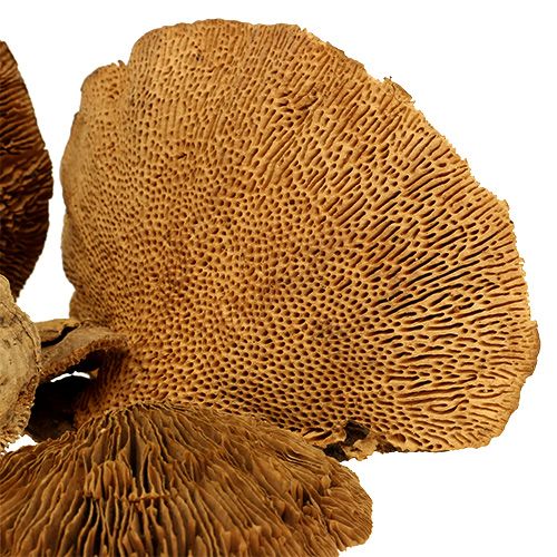 Floristik24 Træ svamp naturlige 2 kg