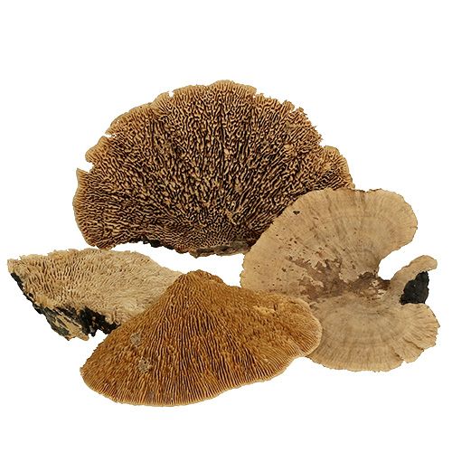 Floristik24 Træsvamp natur 500g