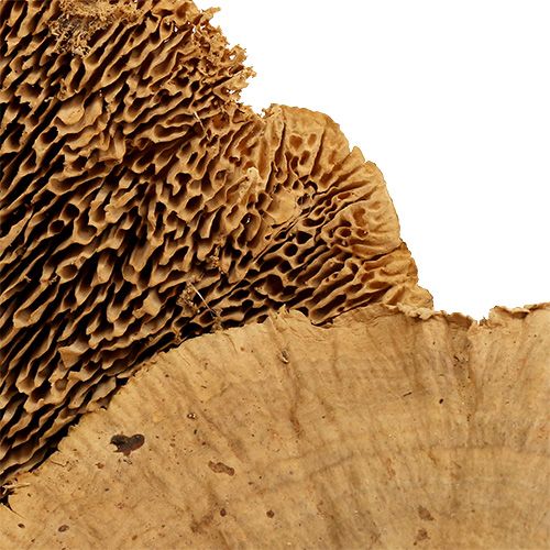 Floristik24 Træsvamp natur 500g