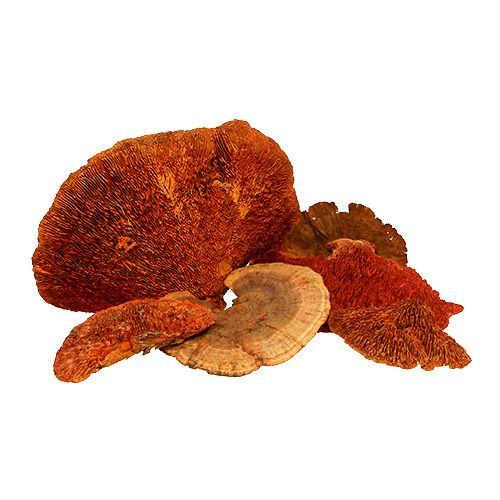 Artikel Træsvamp orange 1 kg
