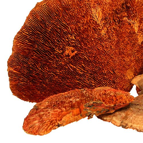 Artikel Træsvamp orange 1 kg