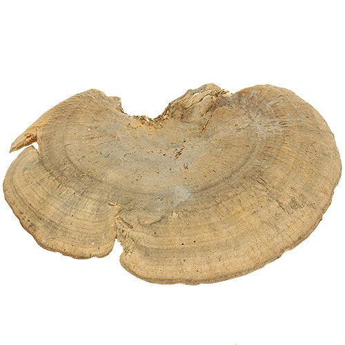 Floristik24 Træsvamp naturlige dekorative svampe tørret 6cm 1kg