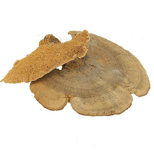 Floristik24 Træsvamp naturlige dekorative svampe tørret 6cm 1kg