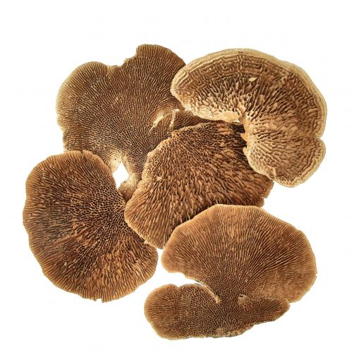 Floristik24 Træsvamp små naturlige træsvampe dekoration 4-6cm 1kg