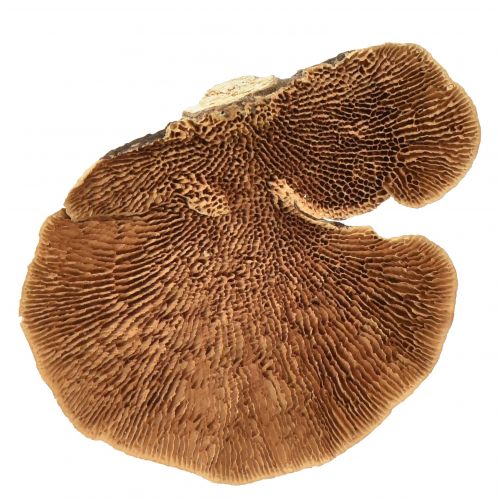 Floristik24 Træsvamp små naturlige træsvampe dekoration 4-6cm 1kg