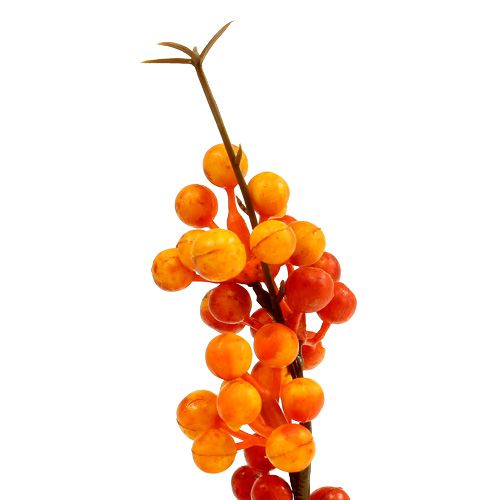 Floristik24 Bærgren orange L 30cm 12stk