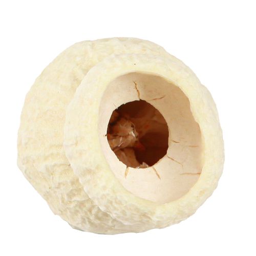 Artikel Bellgum tørret klokkefrugt bleget 2,5-3,5cm 500g