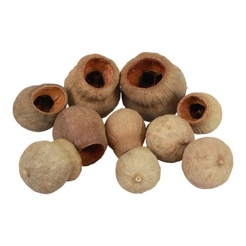 Floristik24 Bellgum klokke frugt kapsel frugt naturlig dekoration brun 500g